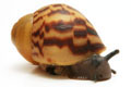 Archachatina marginata ssp. Cameroon 6 juvenil